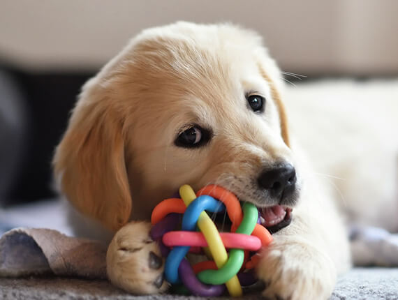 How to Choose the Right Dog Food: A Guide for Pet Parents