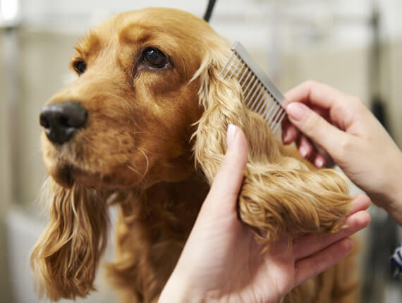 7 Heartwarming Signs Your Dog Truly Loves You